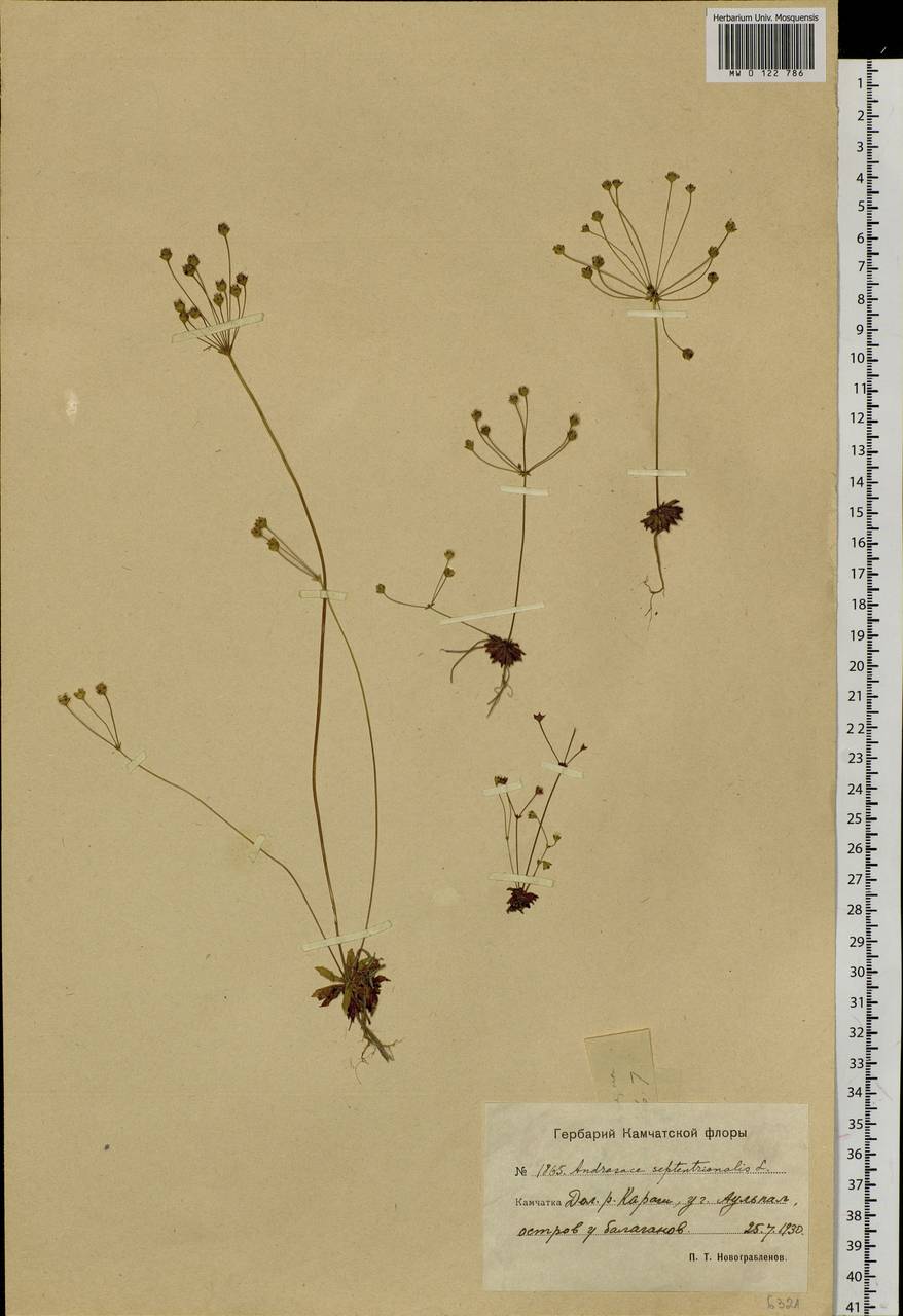 Androsace septentrionalis L., Siberia, Chukotka & Kamchatka (S7) (Russia)