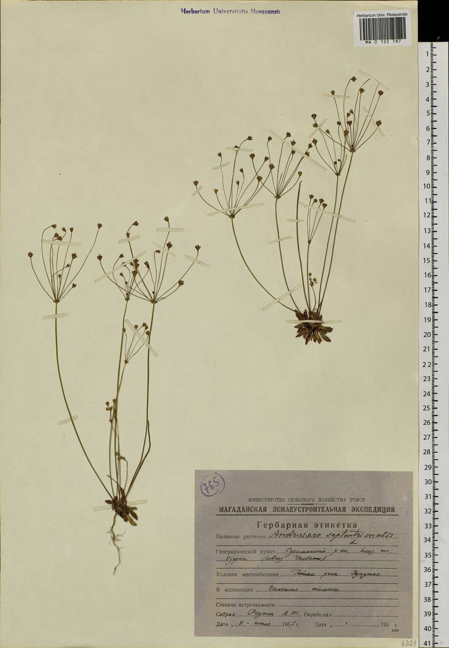 Androsace septentrionalis L., Siberia, Chukotka & Kamchatka (S7) (Russia)