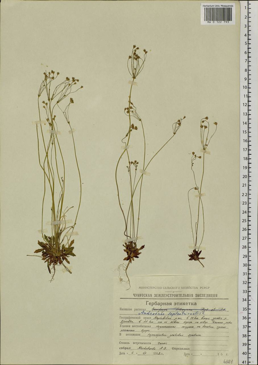 Androsace septentrionalis L., Siberia, Chukotka & Kamchatka (S7) (Russia)