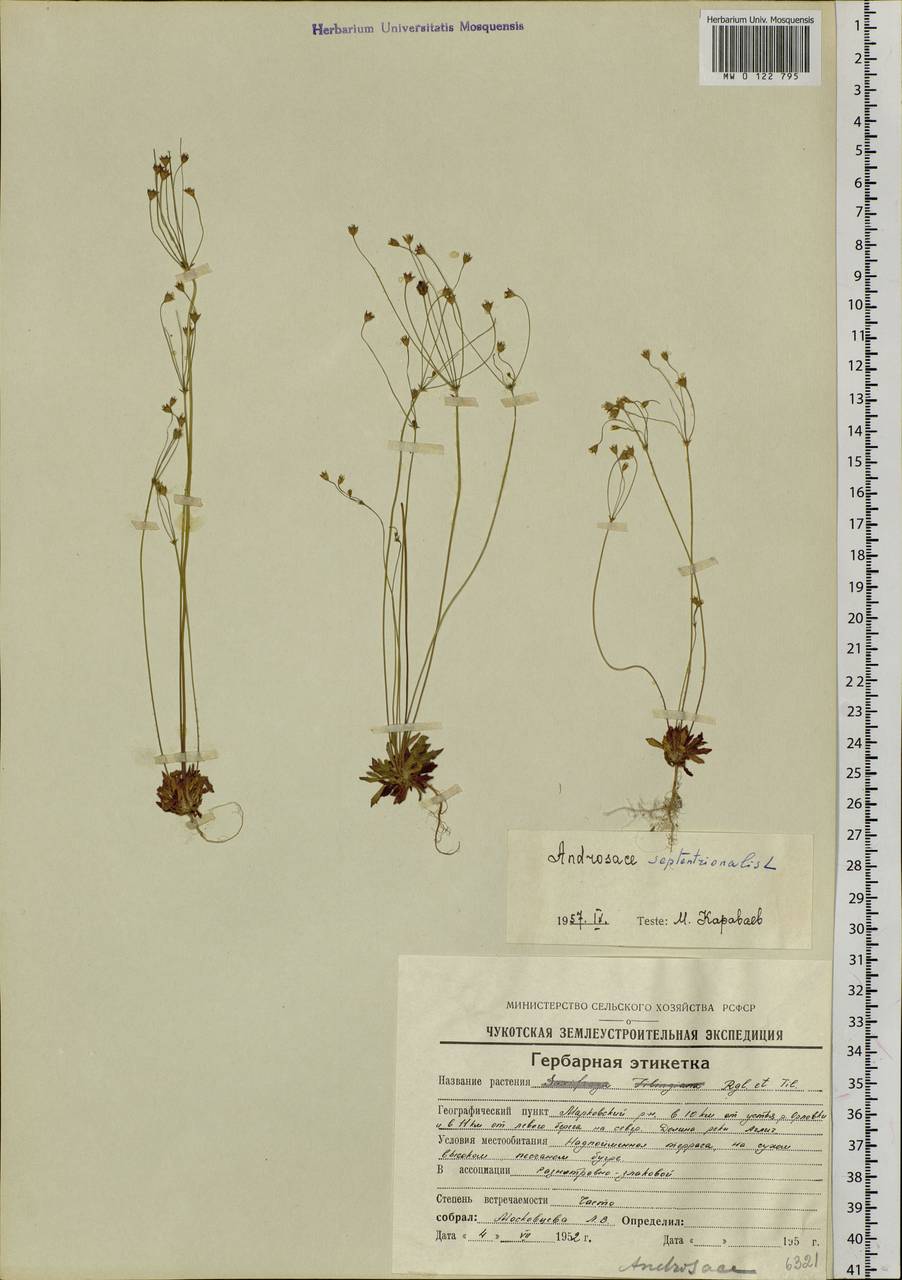 Androsace septentrionalis L., Siberia, Chukotka & Kamchatka (S7) (Russia)