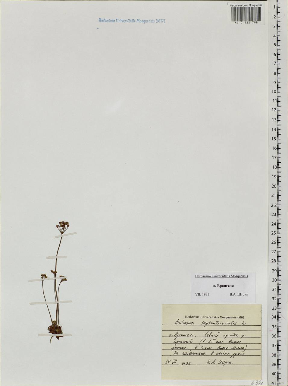 Androsace septentrionalis L., Siberia, Chukotka & Kamchatka (S7) (Russia)