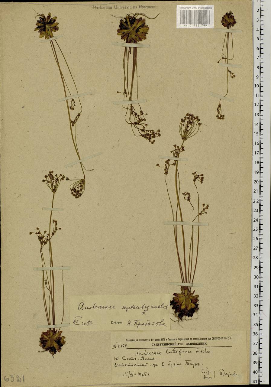 Androsace septentrionalis L., Siberia, Russian Far East (S6) (Russia)