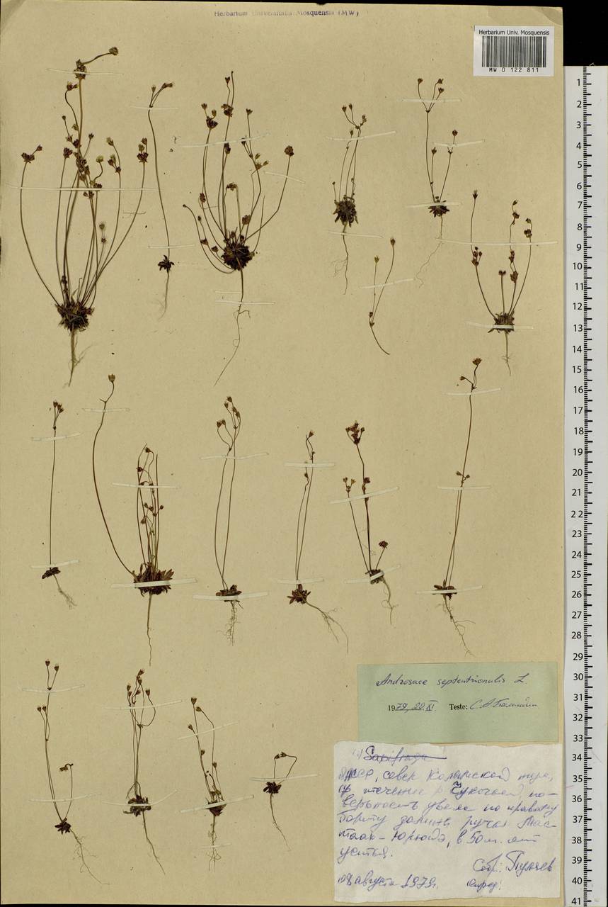 Androsace septentrionalis L., Siberia, Yakutia (S5) (Russia)