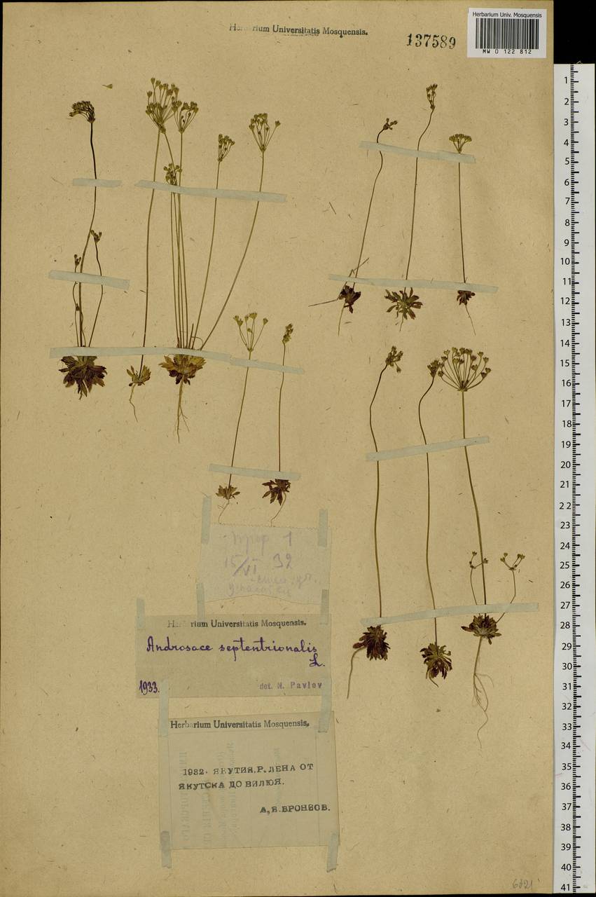 Androsace septentrionalis L., Siberia, Yakutia (S5) (Russia)