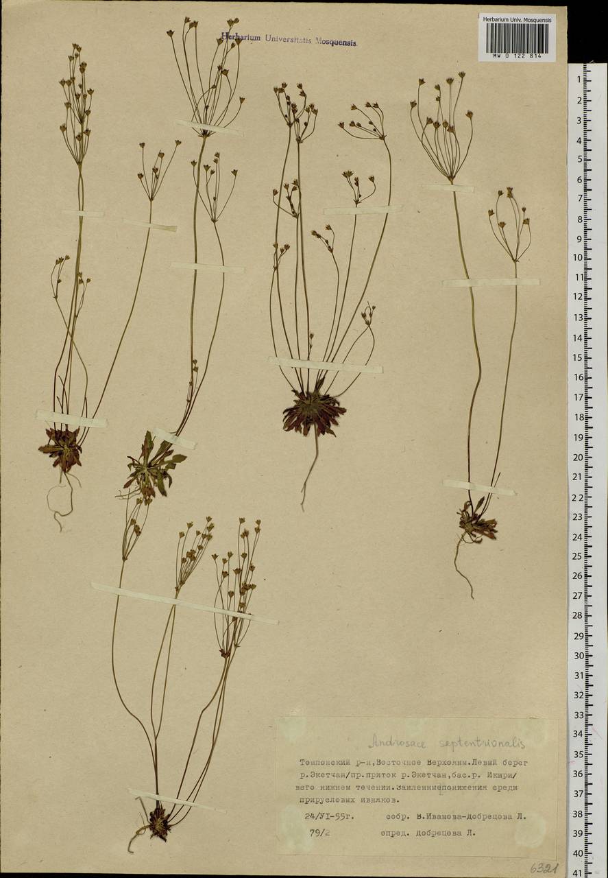 Androsace septentrionalis L., Siberia, Yakutia (S5) (Russia)