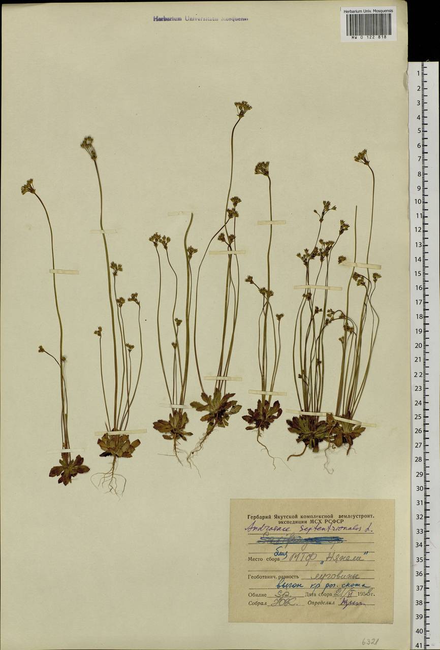 Androsace septentrionalis L., Siberia, Yakutia (S5) (Russia)