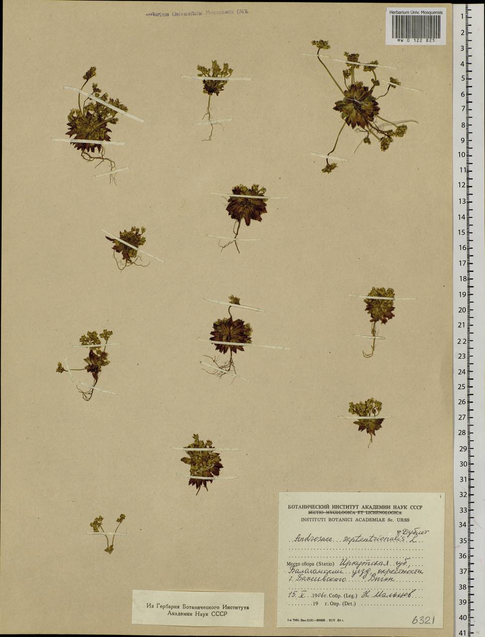 Androsace septentrionalis L., Siberia, Baikal & Transbaikal region (S4) (Russia)