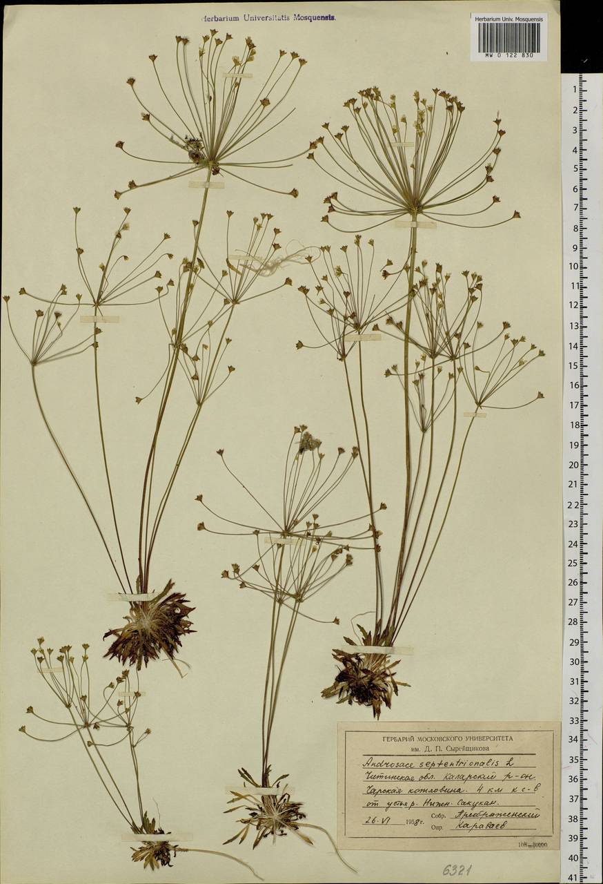 Androsace septentrionalis L., Siberia, Baikal & Transbaikal region (S4) (Russia)