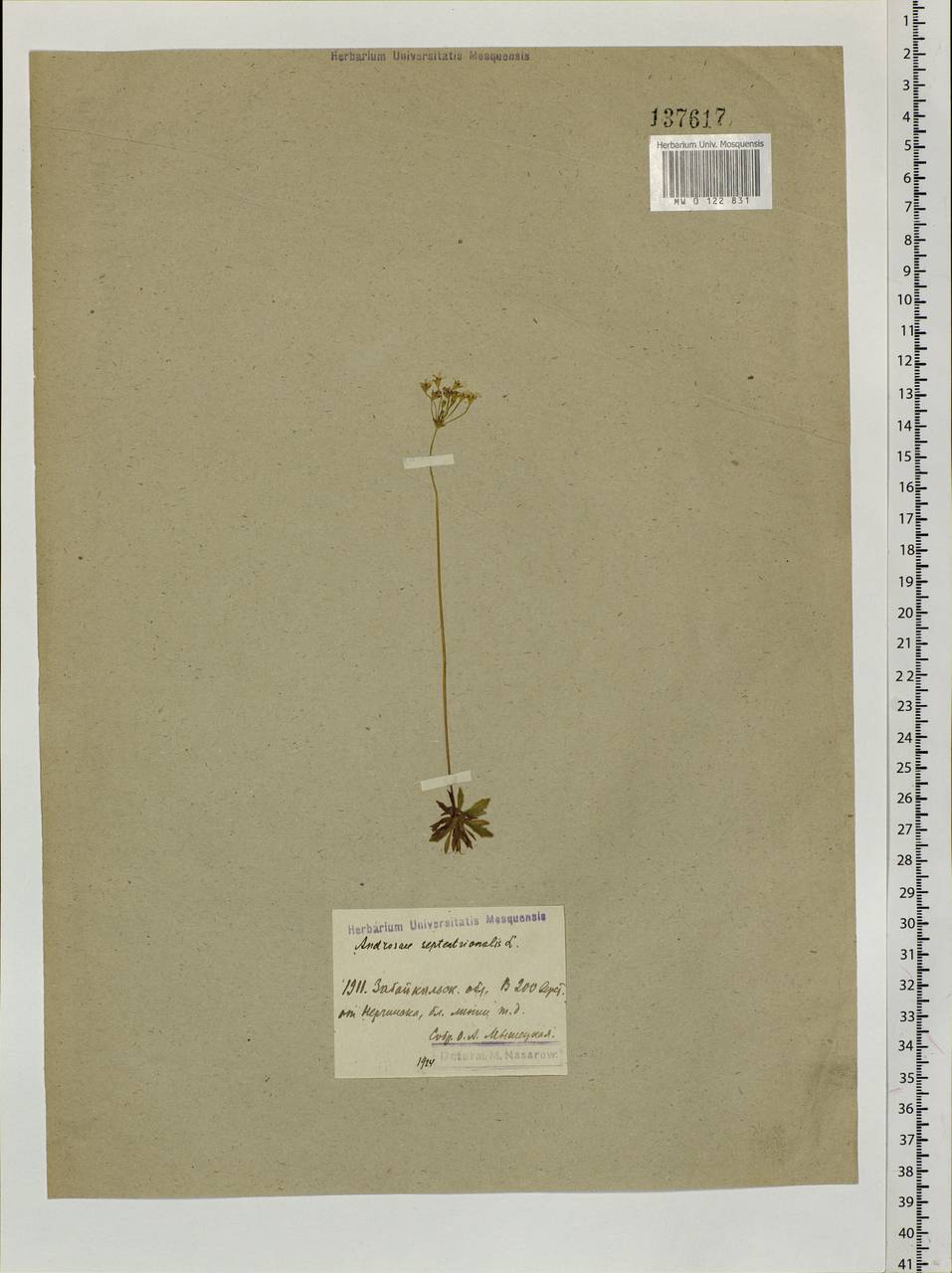 Androsace septentrionalis L., Siberia, Baikal & Transbaikal region (S4) (Russia)