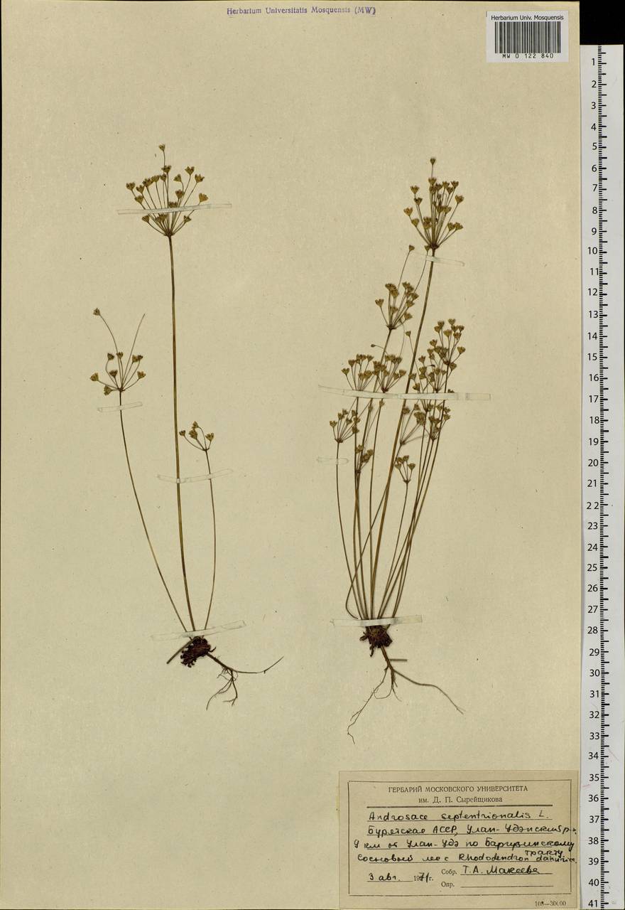 Androsace septentrionalis L., Siberia, Baikal & Transbaikal region (S4) (Russia)