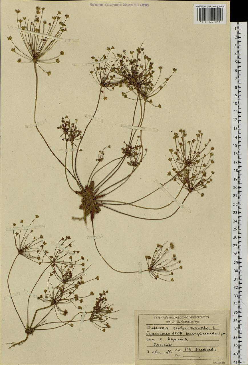 Androsace septentrionalis L., Siberia, Baikal & Transbaikal region (S4) (Russia)