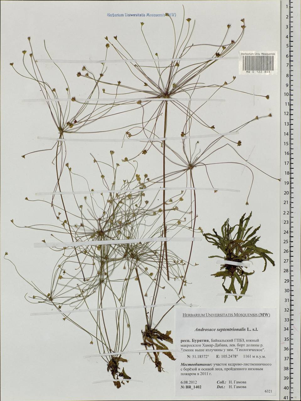 Androsace septentrionalis L., Siberia, Baikal & Transbaikal region (S4) (Russia)