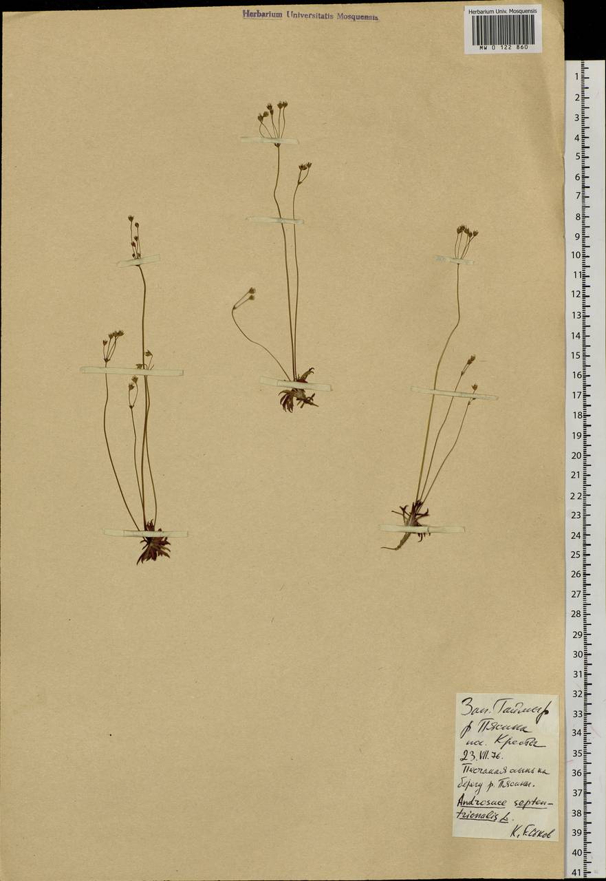 Androsace septentrionalis L., Siberia, Central Siberia (S3) (Russia)