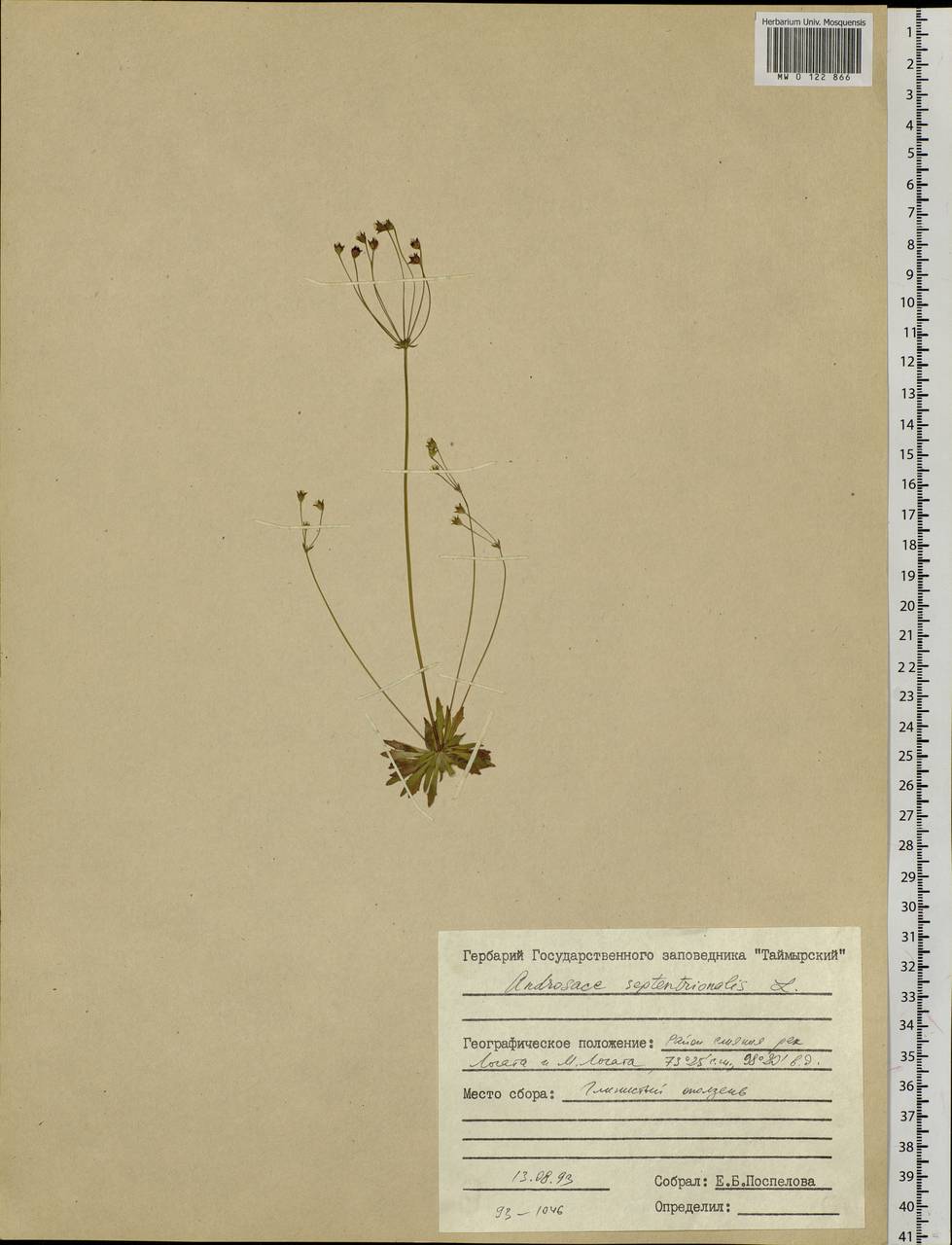 Androsace septentrionalis L., Siberia, Central Siberia (S3) (Russia)