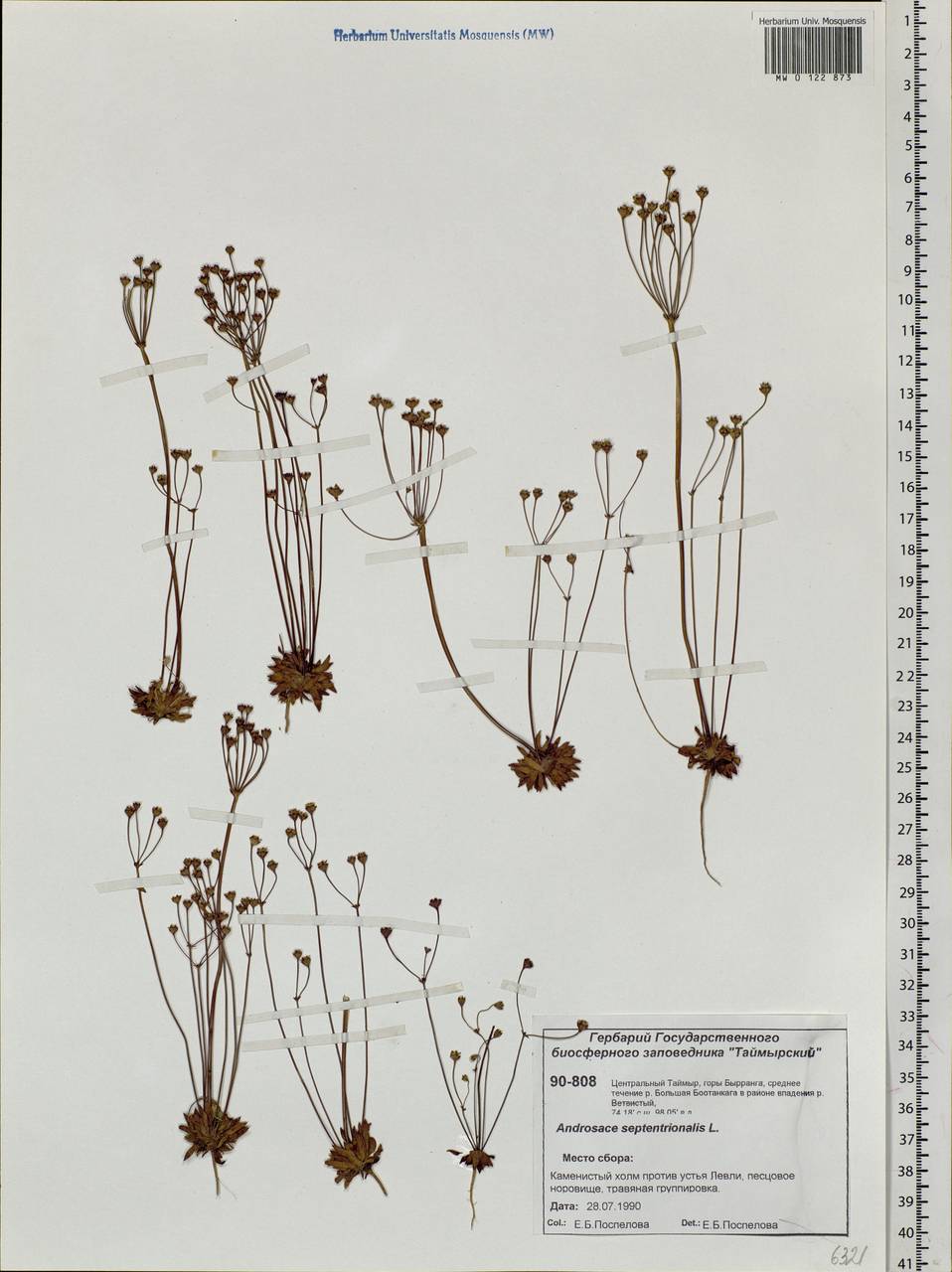 Androsace septentrionalis L., Siberia, Central Siberia (S3) (Russia)