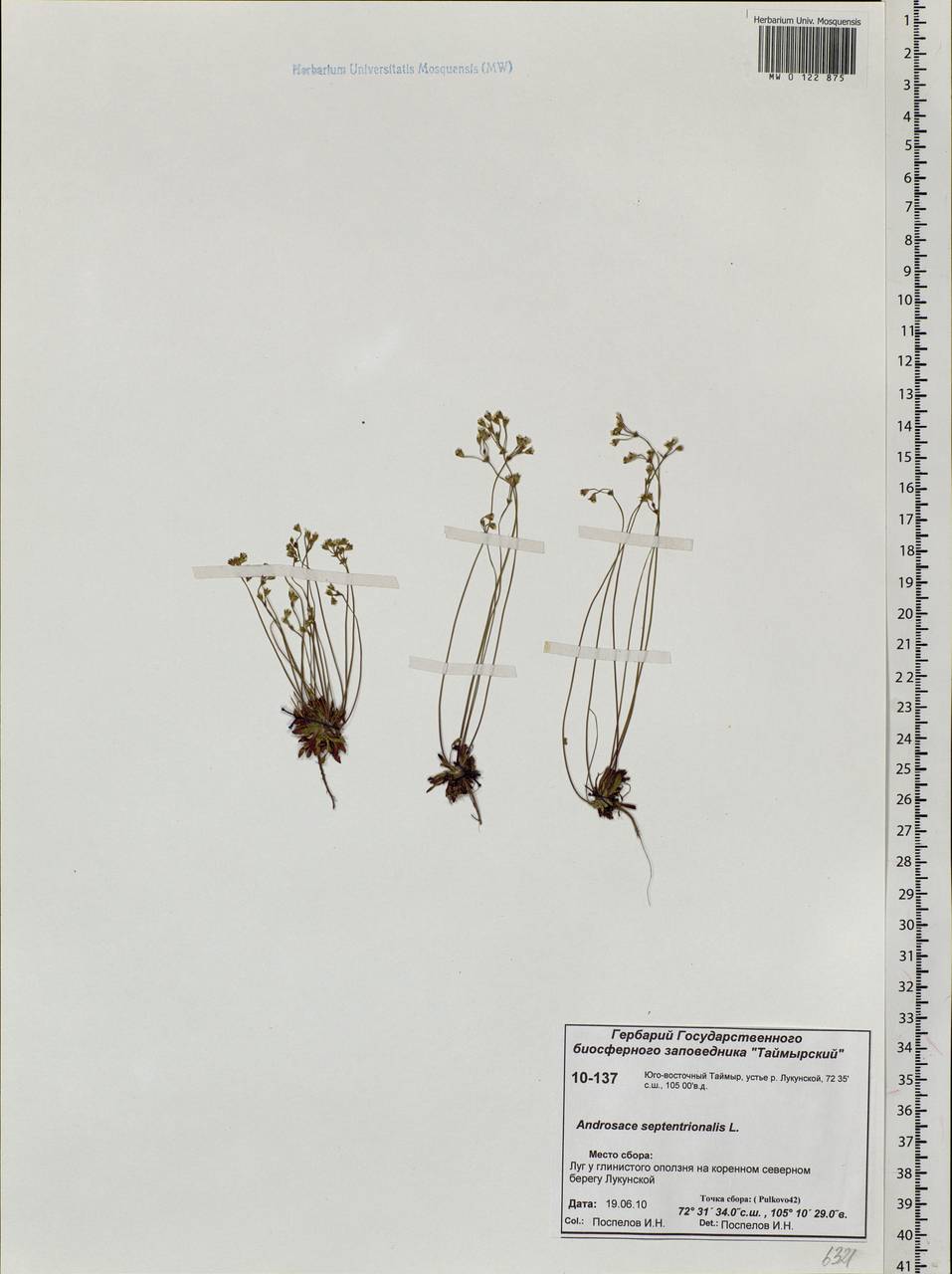 Androsace septentrionalis L., Siberia, Central Siberia (S3) (Russia)