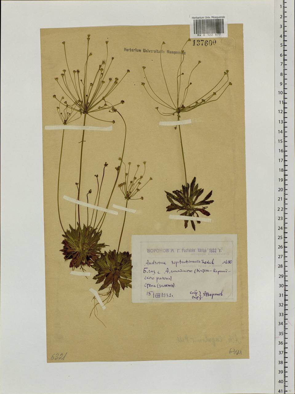 Androsace septentrionalis L., Siberia, Western (Kazakhstan) Altai Mountains (S2a) (Kazakhstan)