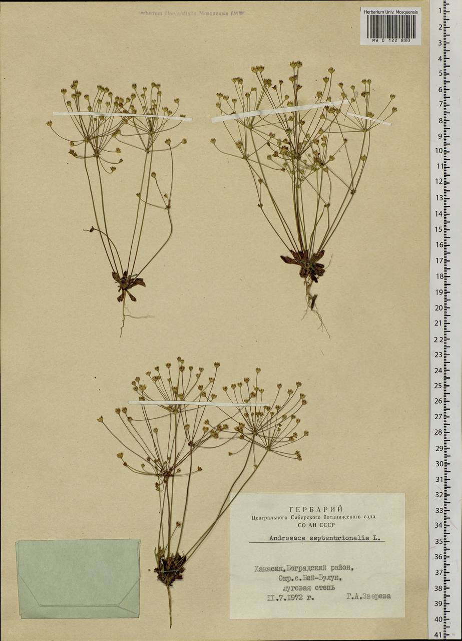 Androsace septentrionalis L., Siberia, Altai & Sayany Mountains (S2) (Russia)
