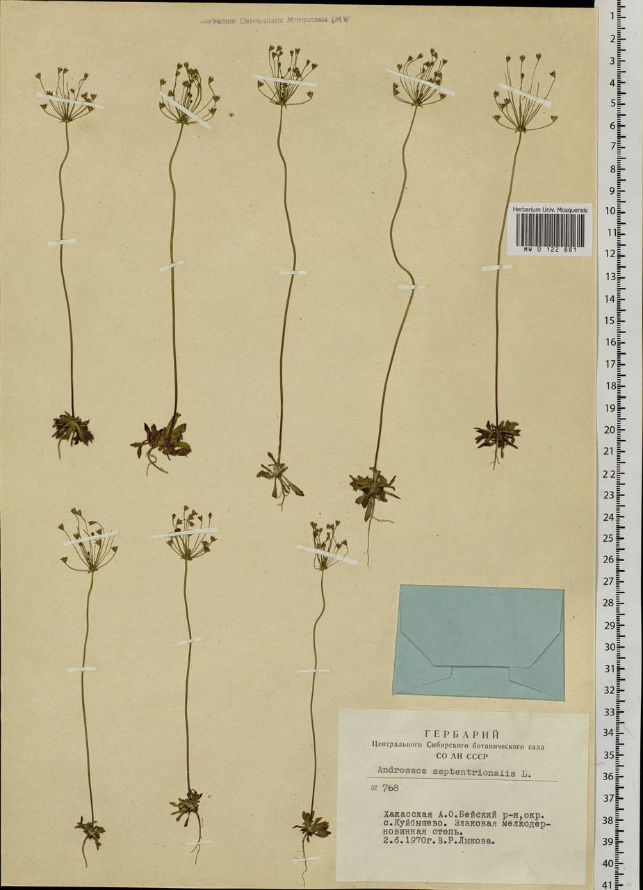 Androsace septentrionalis L., Siberia, Altai & Sayany Mountains (S2) (Russia)