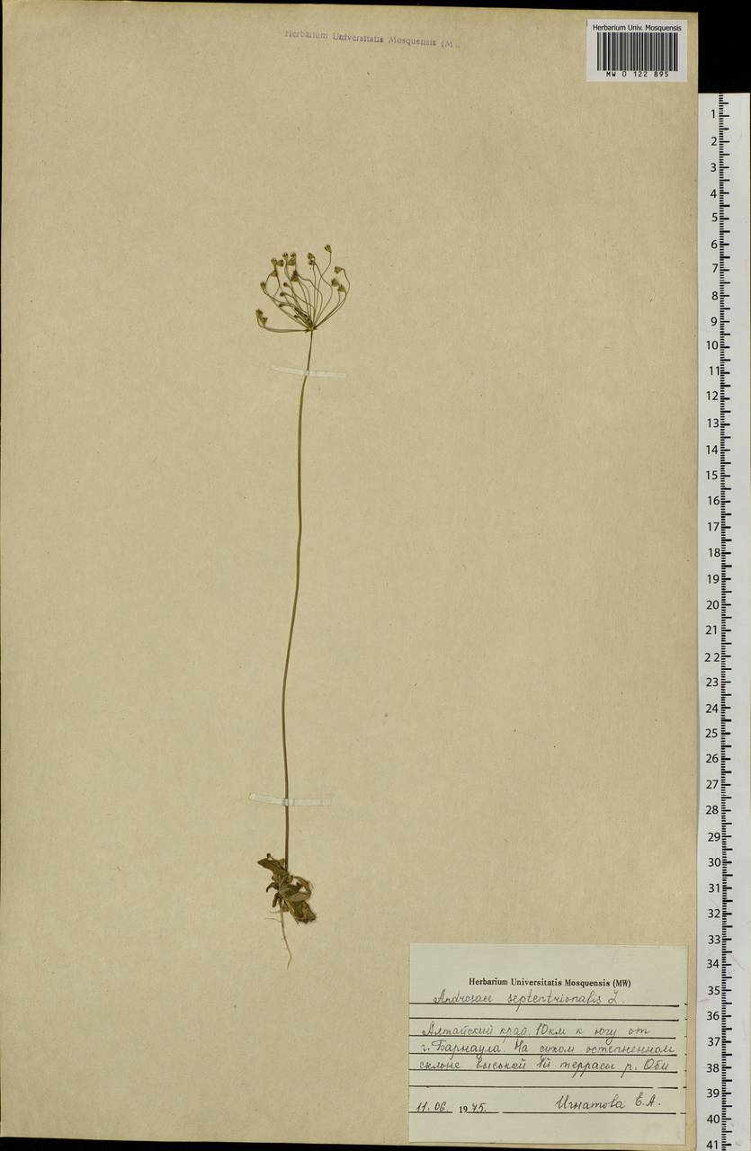 Androsace septentrionalis L., Siberia, Altai & Sayany Mountains (S2) (Russia)