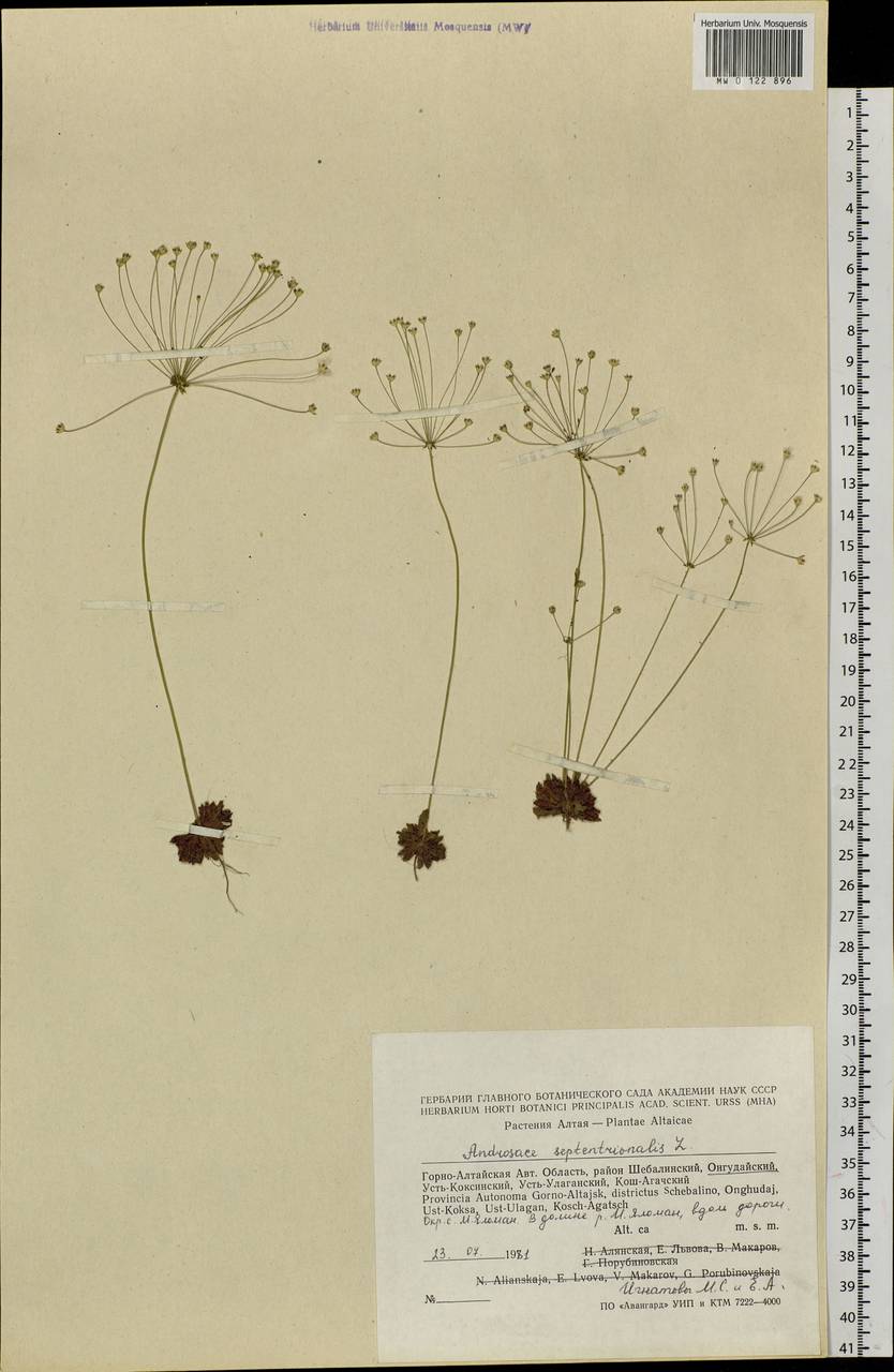 Androsace septentrionalis L., Siberia, Altai & Sayany Mountains (S2) (Russia)