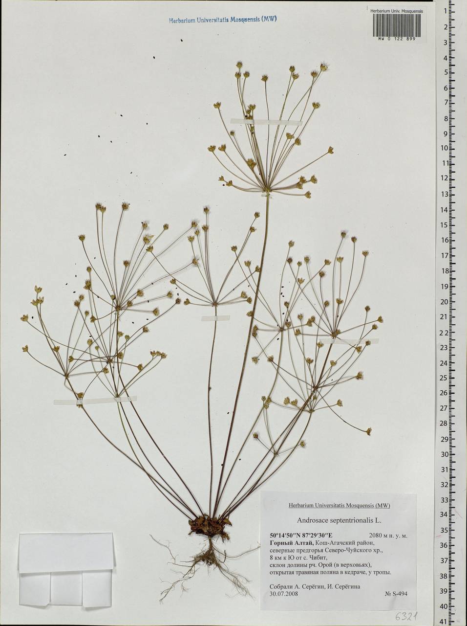 Androsace septentrionalis L., Siberia, Altai & Sayany Mountains (S2) (Russia)