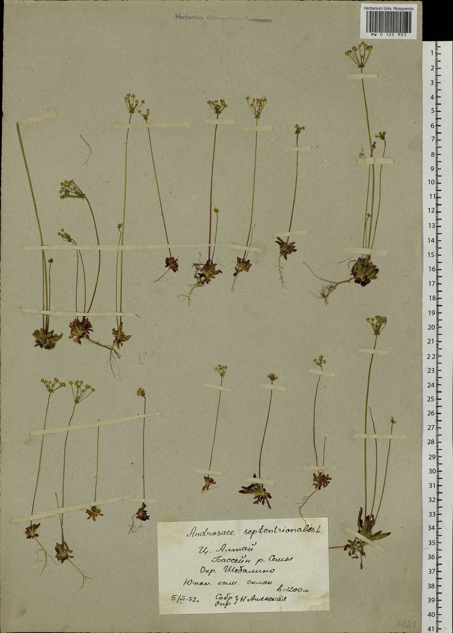 Androsace septentrionalis L., Siberia, Altai & Sayany Mountains (S2) (Russia)