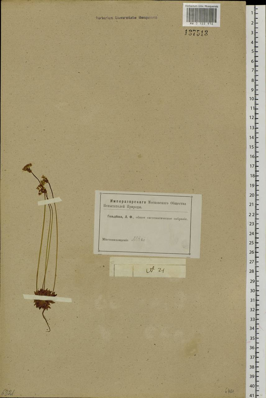 Androsace septentrionalis L., Siberia, Altai & Sayany Mountains (S2) (Russia)