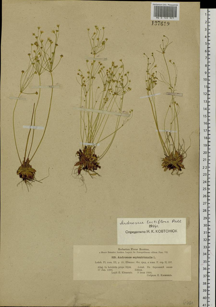 Androsace lactiflora Fisch. ex Willd., Siberia, Altai & Sayany Mountains (S2) (Russia)