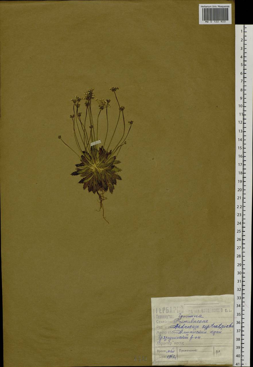 Androsace septentrionalis L., Siberia, Altai & Sayany Mountains (S2) (Russia)