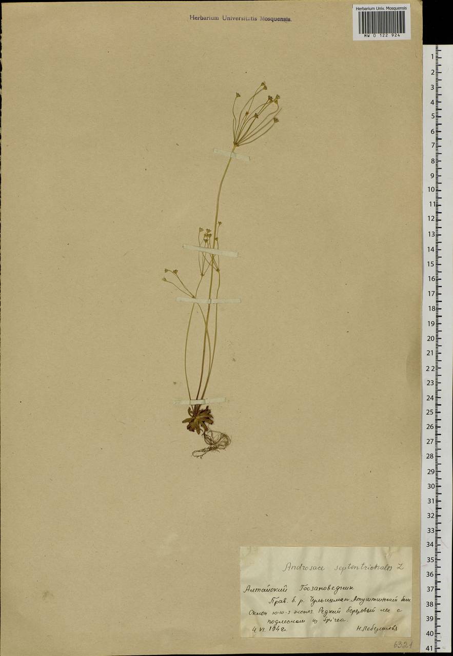 Androsace septentrionalis L., Siberia, Altai & Sayany Mountains (S2) (Russia)