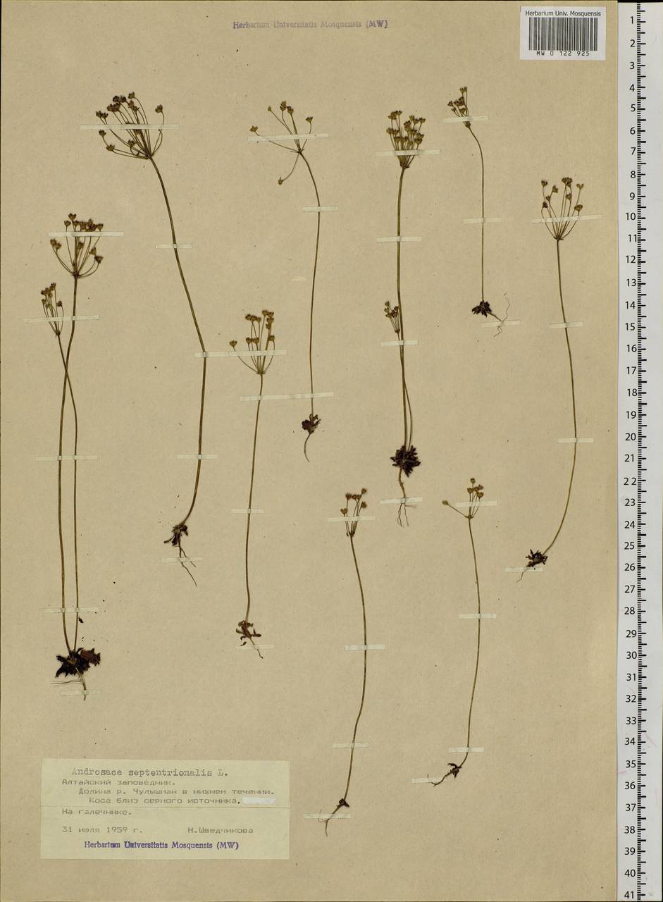 Androsace septentrionalis L., Siberia, Altai & Sayany Mountains (S2) (Russia)