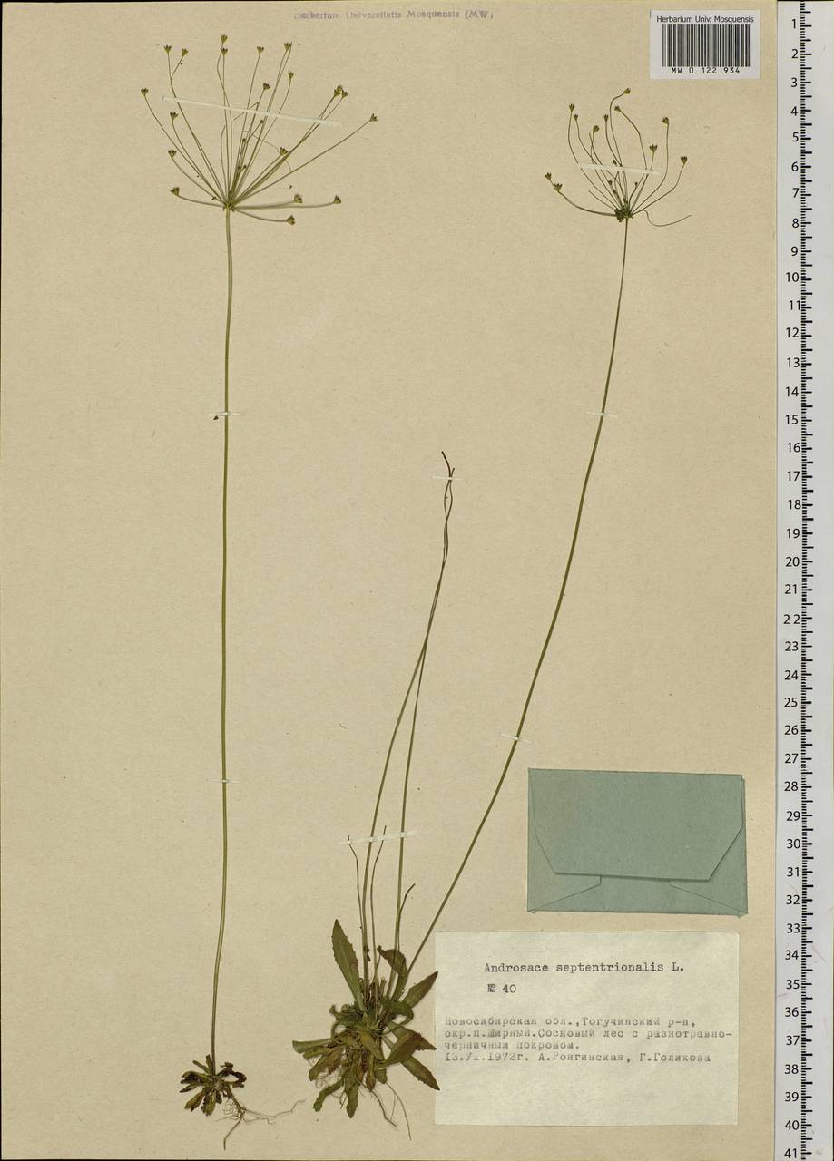 Androsace septentrionalis L., Siberia, Western Siberia (S1) (Russia)