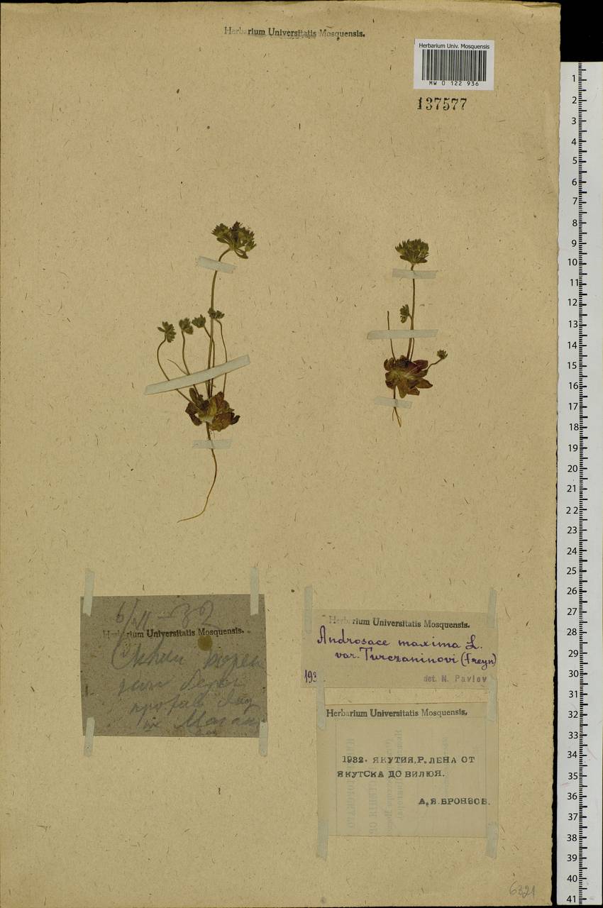 Androsace maxima L., Siberia, Yakutia (S5) (Russia)