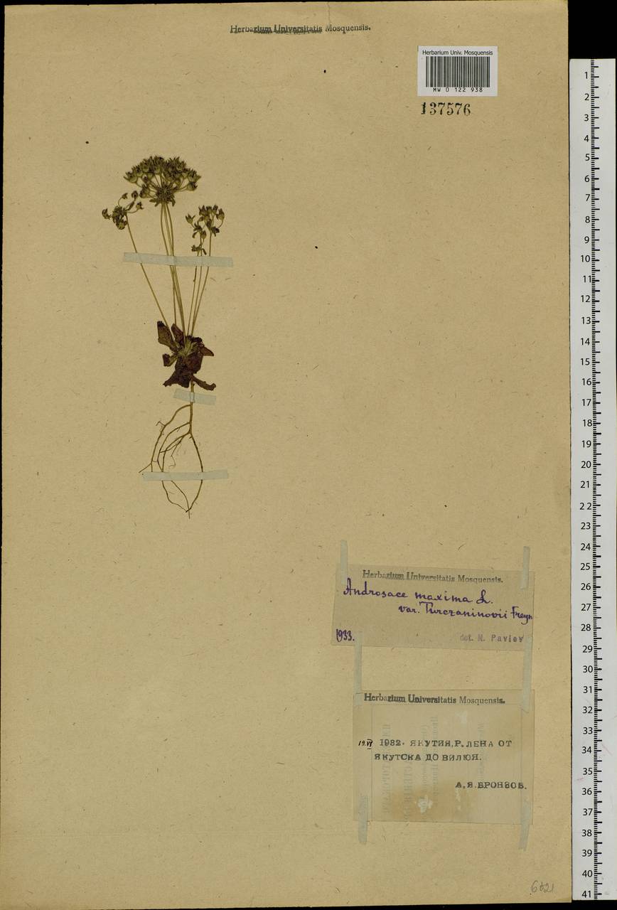 Androsace maxima L., Siberia, Yakutia (S5) (Russia)
