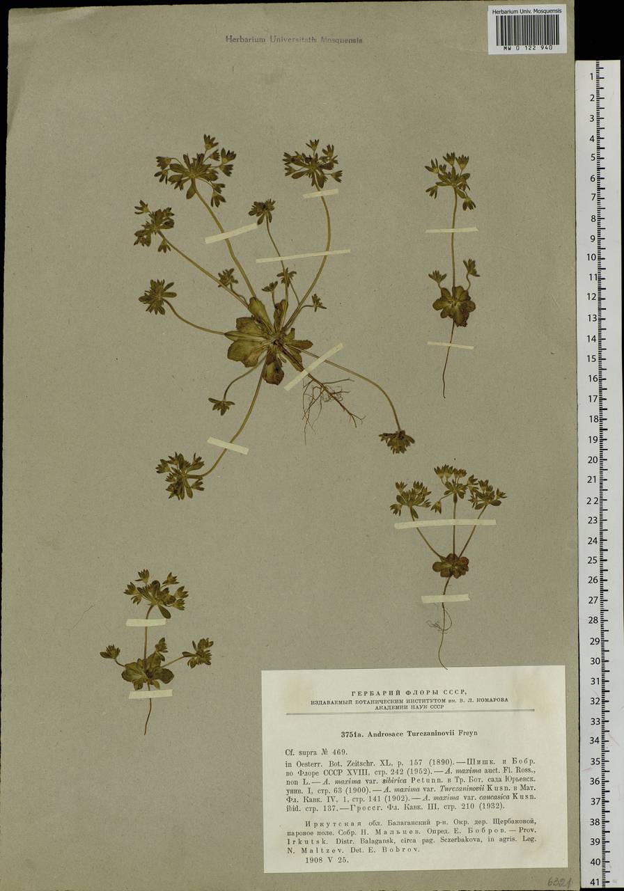 Androsace maxima L., Siberia, Baikal & Transbaikal region (S4) (Russia)