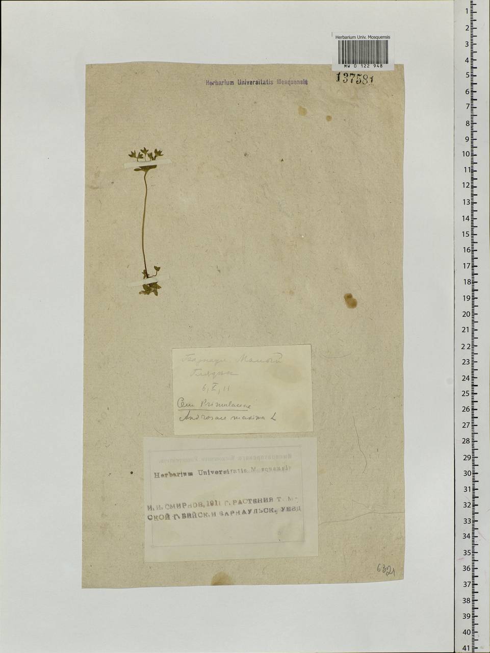 Androsace maxima L., Siberia, Altai & Sayany Mountains (S2) (Russia)