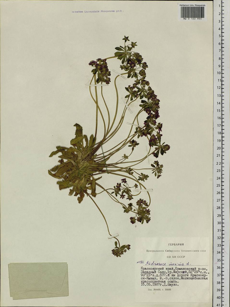 Androsace maxima L., Siberia, Altai & Sayany Mountains (S2) (Russia)
