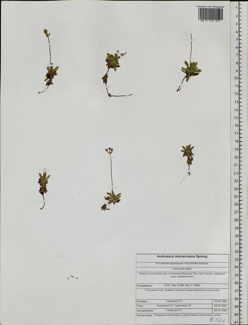 Androsace bungeana Schischk. & Bobrov, Siberia, Altai & Sayany Mountains (S2) (Russia)