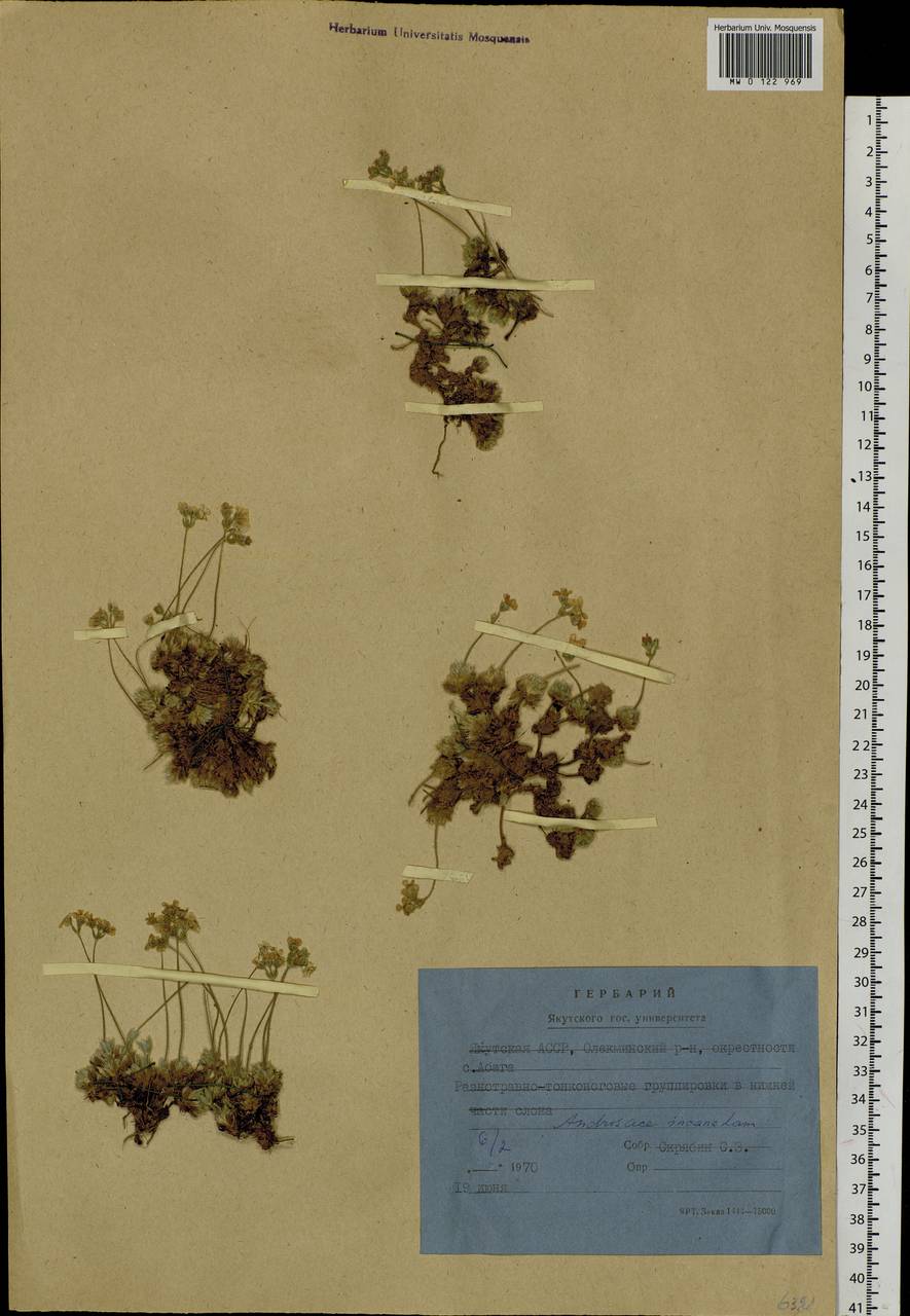 Androsace incana Lam., Siberia, Yakutia (S5) (Russia)