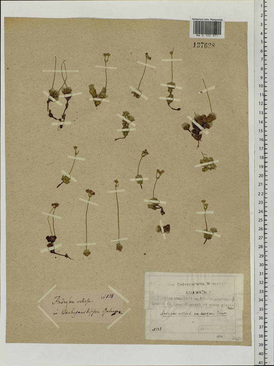 Androsace incana Lam., Siberia, Yakutia (S5) (Russia)