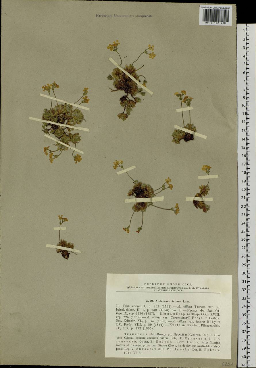 Androsace incana Lam., Siberia, Baikal & Transbaikal region (S4) (Russia)
