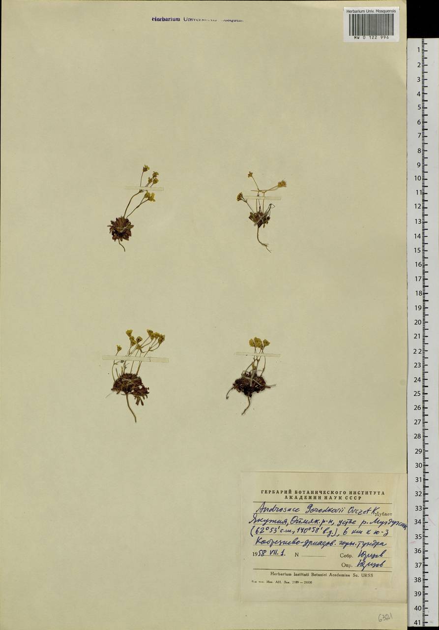 Androsace gorodkovii Ovcz. & Karav., Siberia, Yakutia (S5) (Russia)
