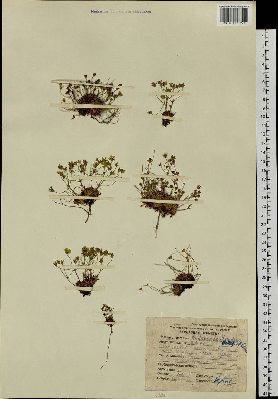 Androsace gorodkovii Ovcz. & Karav., Siberia, Yakutia (S5) (Russia)