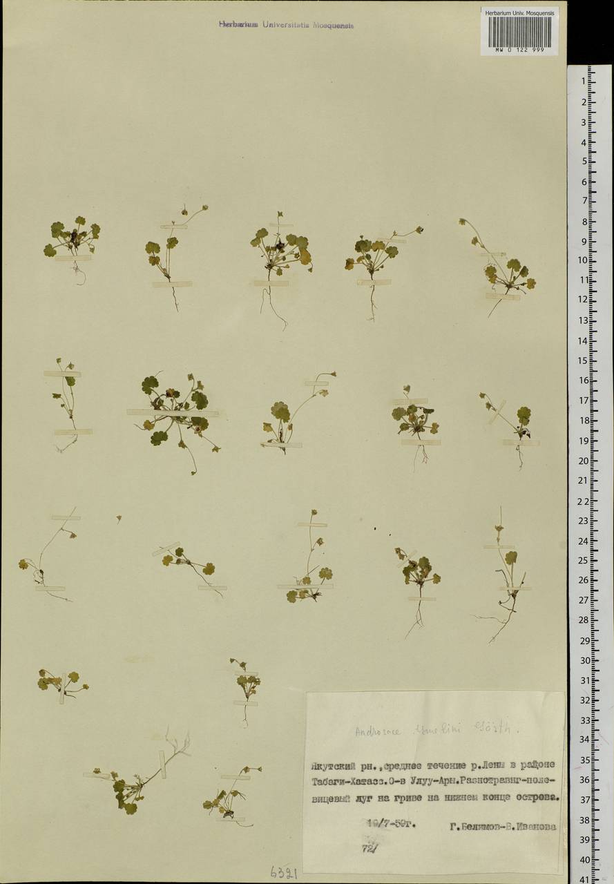 Androsace gmelinii (L.) Roem. & Schult., Siberia, Yakutia (S5) (Russia)