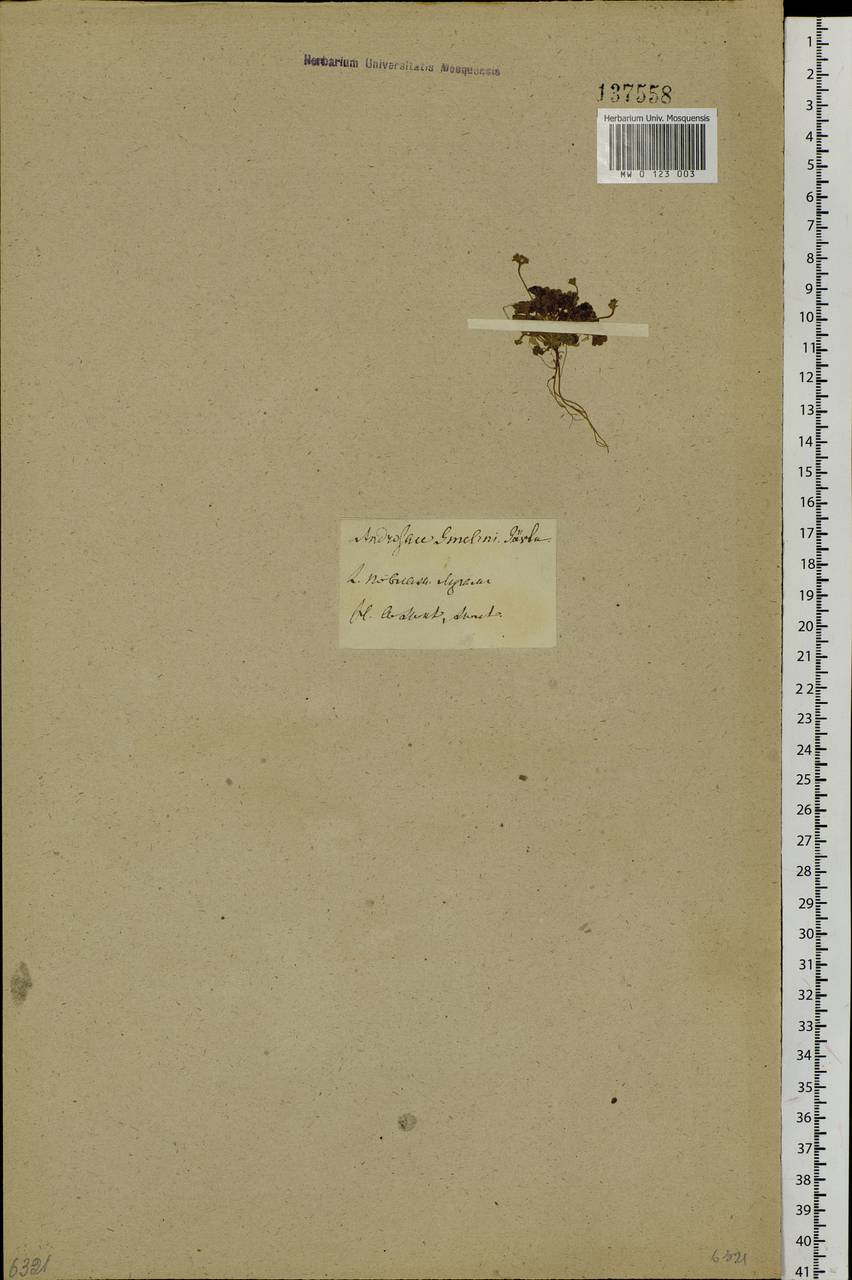 Androsace gmelinii (L.) Roem. & Schult., Siberia, Baikal & Transbaikal region (S4) (Russia)