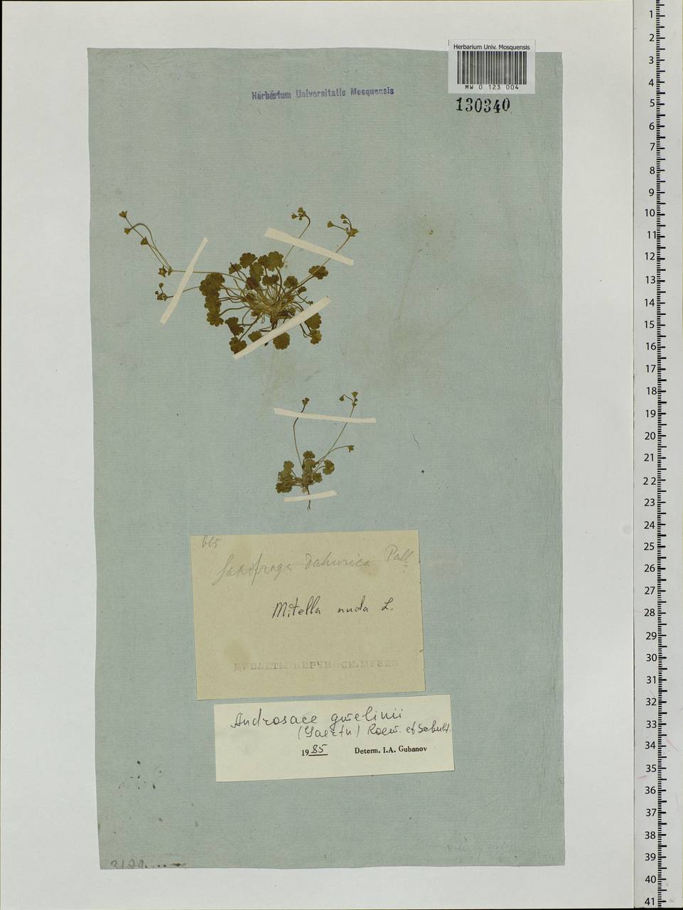 Androsace gmelinii (L.) Roem. & Schult., Siberia, Baikal & Transbaikal region (S4) (Russia)