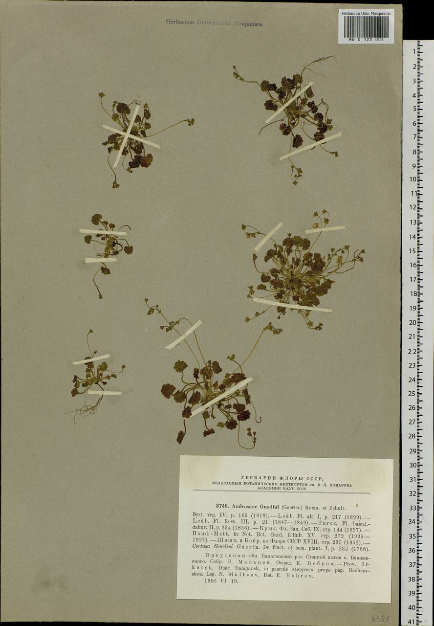 Androsace gmelinii (L.) Roem. & Schult., Siberia, Baikal & Transbaikal region (S4) (Russia)