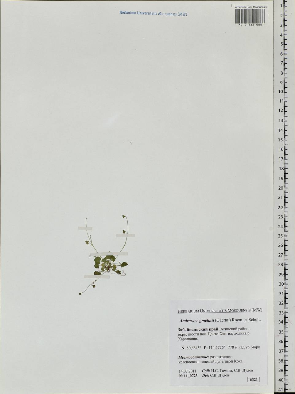 Androsace gmelinii (L.) Roem. & Schult., Siberia, Baikal & Transbaikal region (S4) (Russia)