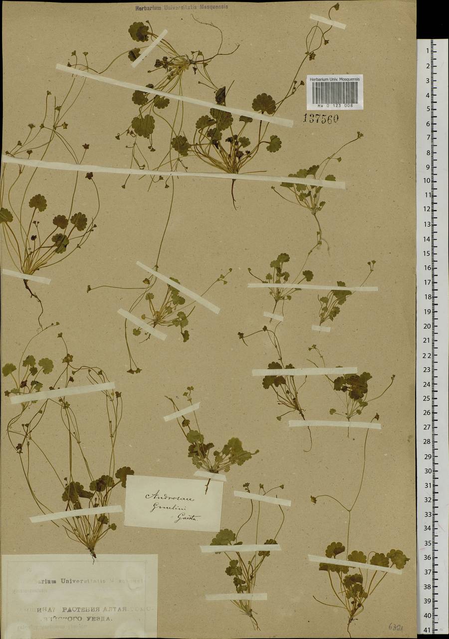 Androsace gmelinii (L.) Roem. & Schult., Siberia, Altai & Sayany Mountains (S2) (Russia)
